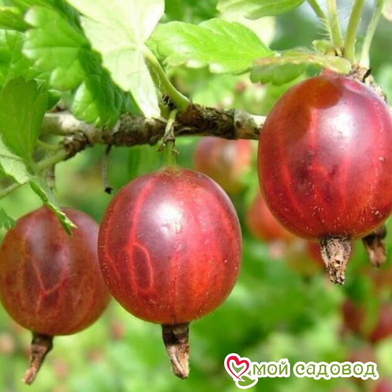 Крыжовник Консул Слабошиповатый