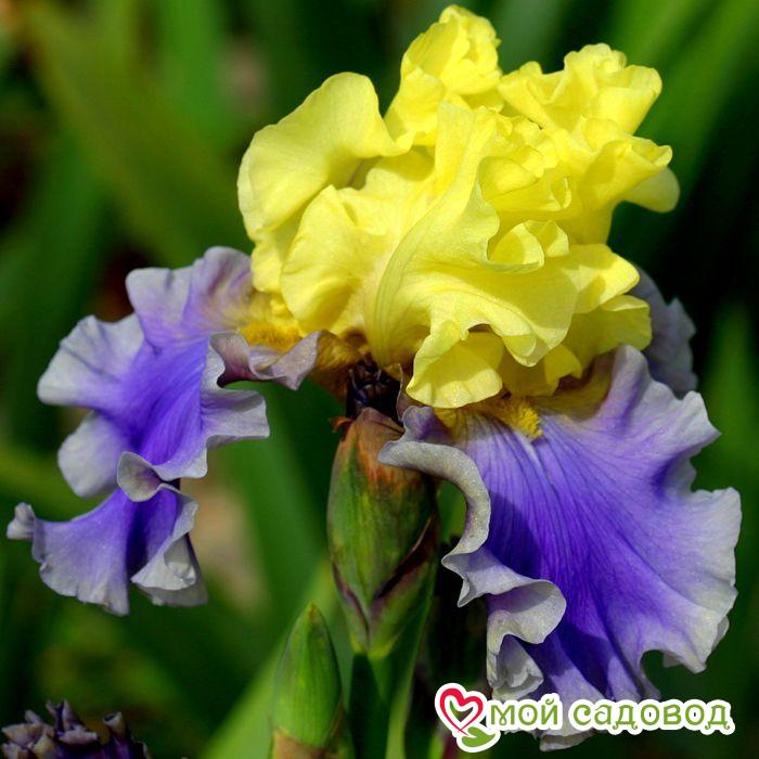 ИРИС ГЕРМАНСКИЙ ЭДИТ ВОЛФОРД